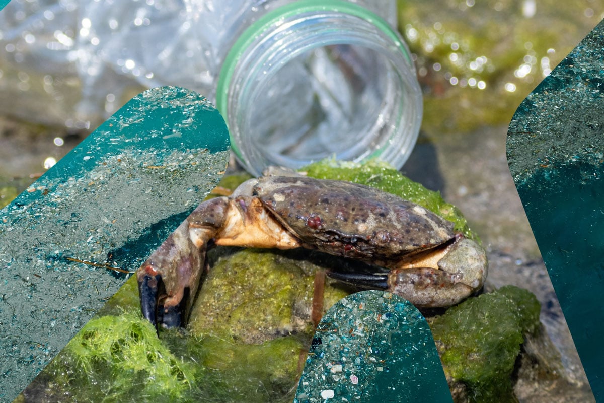 illustrasjonsfoto av krabbe og plastflaske i havet