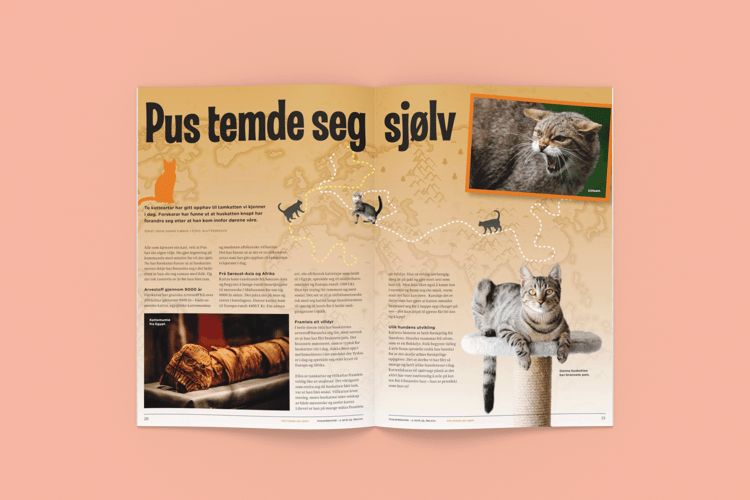 Artikkelen Pus temde seg sjølv oppslått på lyserosa bakgrunn.