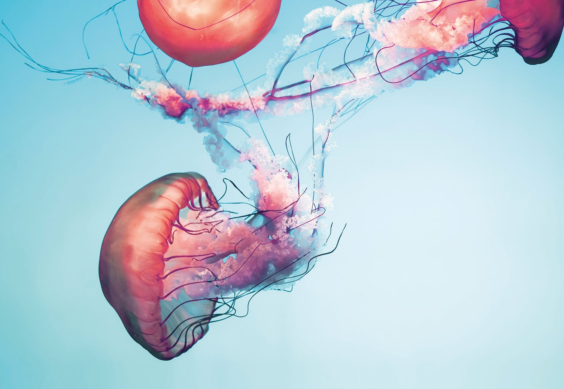 Fargerike maneter i vannet, med tråder og manetslim hengende etter seg.