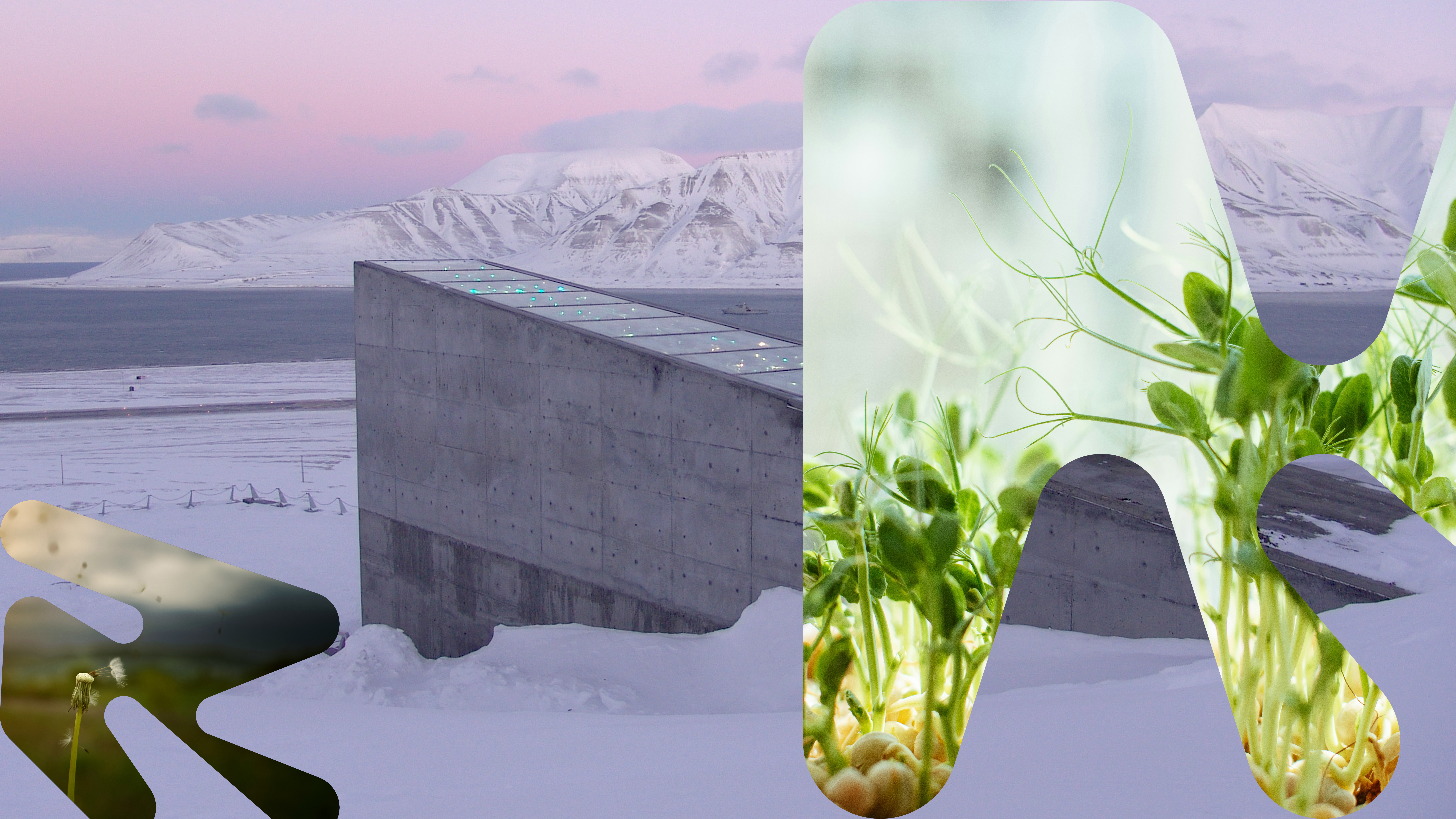 Vinterbilde av Frøhvelvet på Svalbard sett med utsikt mot Hjortjellet og rosa himmel. Kombinert med bilde av frø og grønne spirer.